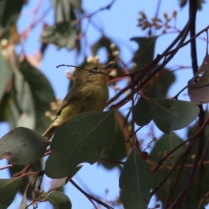 Acanthiza nana at Fyshwick, ACT - 11 Oct 2023