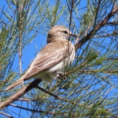 Lalage tricolor (White-winged Triller) at Jerrabomberra Wetlands - 11 Oct 2023 by RodDeb