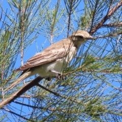 Lalage tricolor at Fyshwick, ACT - 11 Oct 2023