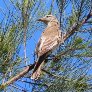 Lalage tricolor at Fyshwick, ACT - 11 Oct 2023