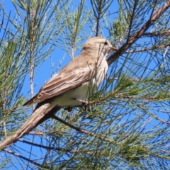 Lalage tricolor at Fyshwick, ACT - 11 Oct 2023