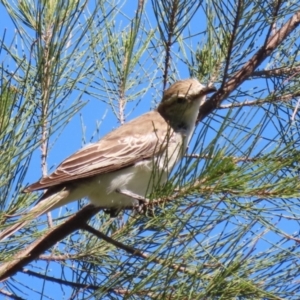 Lalage tricolor at Fyshwick, ACT - 11 Oct 2023