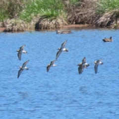 Calidris acuminata (Sharp-tailed Sandpiper) at Fyshwick, ACT - 11 Oct 2023 by RodDeb