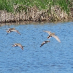 Calidris acuminata at Fyshwick, ACT - 11 Oct 2023