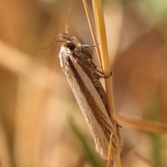 Philobota pilipes (A concealer moth) at Sullivans Creek, Turner - 10 Oct 2023 by ConBoekel