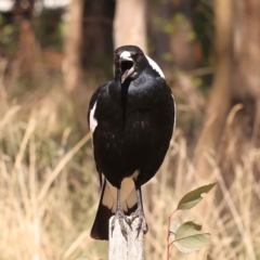 Gymnorhina tibicen (Australian Magpie) at Turner, ACT - 10 Oct 2023 by ConBoekel