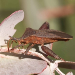 Amorbus sp. (genus) (Eucalyptus Tip bug) at Turner, ACT - 10 Oct 2023 by ConBoekel