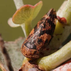 Eurymeloides adspersa (Gumtree hopper) at Turner, ACT - 10 Oct 2023 by ConBoekel