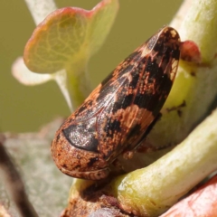 Eurymeloides adspersa at Turner, ACT - 10 Oct 2023