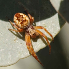 Araneus hamiltoni (Hamilton's Orb Weaver) at Turner, ACT - 10 Oct 2023 by ConBoekel