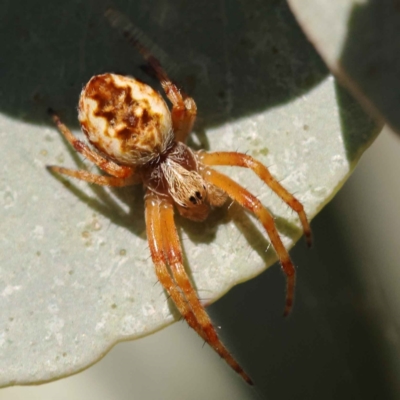 Araneus hamiltoni (Hamilton's Orb Weaver) at Turner, ACT - 10 Oct 2023 by ConBoekel