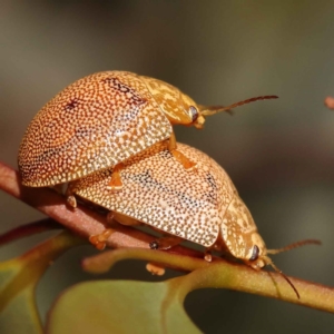 Paropsis atomaria at Turner, ACT - 10 Oct 2023