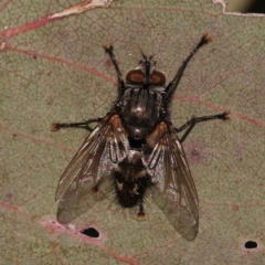 Tachinidae (family) (Unidentified Bristle fly) at Sullivans Creek, Turner - 10 Oct 2023 by ConBoekel