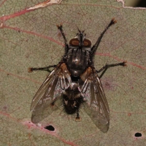 Tachinidae (family) at Turner, ACT - 10 Oct 2023 03:32 PM