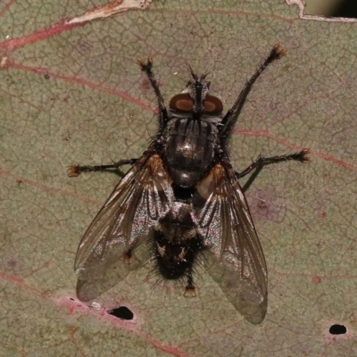 Tachinidae (family) (Unidentified Bristle fly) at Turner, ACT - 10 Oct 2023 by ConBoekel