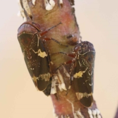 Eurymeloides punctata (Gumtree hopper) at Sullivans Creek, Turner - 10 Oct 2023 by ConBoekel