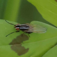 Poecilohetaerus aquilus (A lauxaniid fly) at Sullivans Creek, Turner - 10 Oct 2023 by ConBoekel
