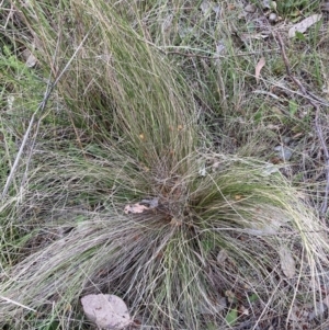 Nassella trichotoma at Hackett, ACT - 11 Oct 2023