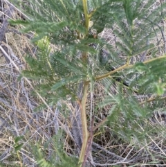 Acacia decurrens (Green Wattle) at Mount Majura - 11 Oct 2023 by waltraud