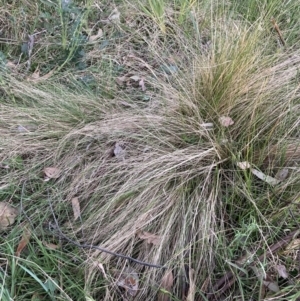 Nassella trichotoma at Hackett, ACT - 11 Oct 2023