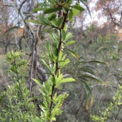 Pyracantha fortuneana (Firethorn) at Hackett, ACT - 11 Oct 2023 by waltraud