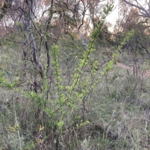 Pyracantha fortuneana at Hackett, ACT - 11 Oct 2023