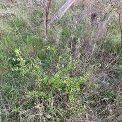 Pyracantha fortuneana at Hackett, ACT - 11 Oct 2023