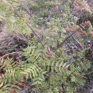 Pistacia chinensis at Mount Majura - 11 Oct 2023