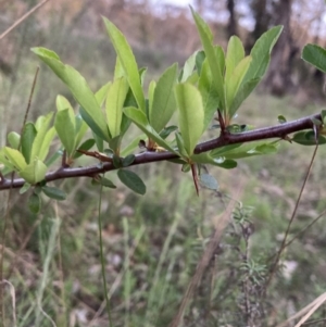 Pyracantha fortuneana at Majura, ACT - 11 Oct 2023