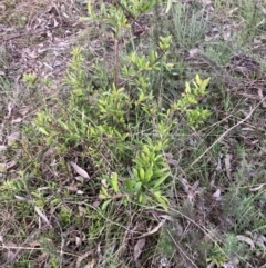 Pyracantha fortuneana at Majura, ACT - 11 Oct 2023