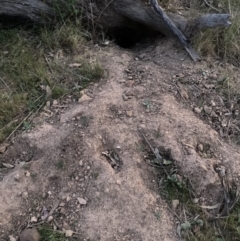 Oryctolagus cuniculus (European Rabbit) at Mount Majura - 11 Oct 2023 by waltraud