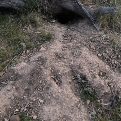 Oryctolagus cuniculus (European Rabbit) at Mount Majura - 11 Oct 2023 by waltraud