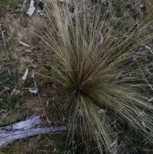 Nassella trichotoma at Majura, ACT - 11 Oct 2023