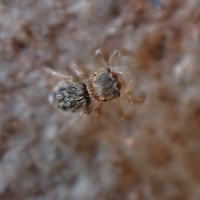 Unidentified Jumping or peacock spider (Salticidae) at Murrumbateman, NSW - 9 Oct 2023 by SimoneC