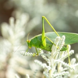 Caedicia simplex at Penrose, NSW - 10 Oct 2023