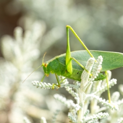 Caedicia simplex (Common Garden Katydid) at Wingecarribee Local Government Area - 10 Oct 2023 by Aussiegall