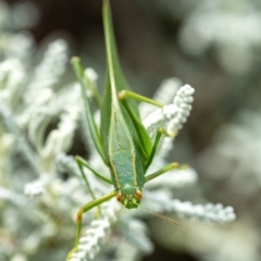 Caedicia simplex at Penrose, NSW - 10 Oct 2023