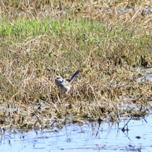 Malurus cyaneus at Fyshwick, ACT - 11 Oct 2023