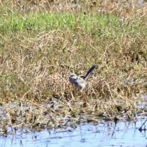 Malurus cyaneus at Fyshwick, ACT - 11 Oct 2023