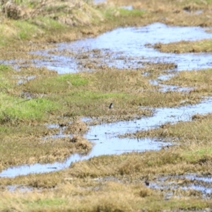 Malurus cyaneus at Fyshwick, ACT - 11 Oct 2023