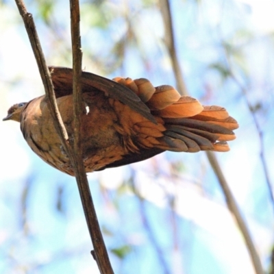 Macropygia phasianella (Brown Cuckoo-dove) at Wollondilly Local Government Area - 6 Oct 2023 by Freebird
