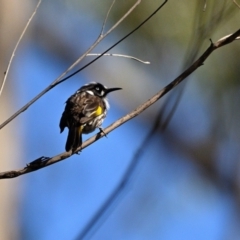 Phylidonyris novaehollandiae (New Holland Honeyeater) at Wollondilly Local Government Area - 6 Oct 2023 by Freebird