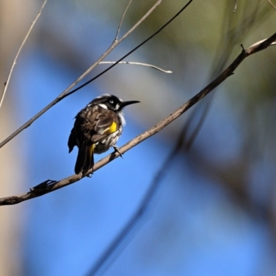 Phylidonyris novaehollandiae (New Holland Honeyeater) at Tahmoor, NSW - 6 Oct 2023 by Freebird