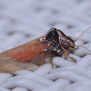 Lasiopsylla sp. (genus) at Greenleigh, NSW - 10 Oct 2023