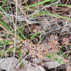 Lomandra multiflora (Many-flowered Matrush) at Jerrabomberra, ACT - 12 Oct 2023 by Mike