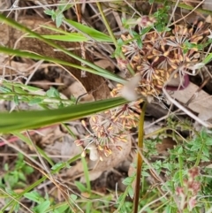 Lomandra multiflora at Jerrabomberra, ACT - 12 Oct 2023 03:30 PM