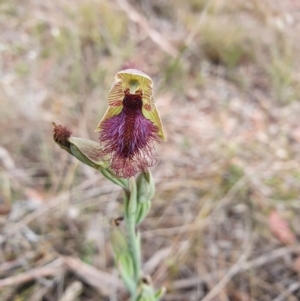 Calochilus platychilus at Canberra Central, ACT - 12 Oct 2023