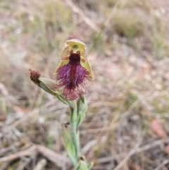 Calochilus platychilus (Purple Beard Orchid) at Black Mountain - 12 Oct 2023 by Bubbles