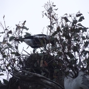 Gymnorhina tibicen at O'Malley, ACT - 6 Oct 2023