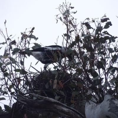 Gymnorhina tibicen (Australian Magpie) at Mount Mugga Mugga - 5 Oct 2023 by Mike